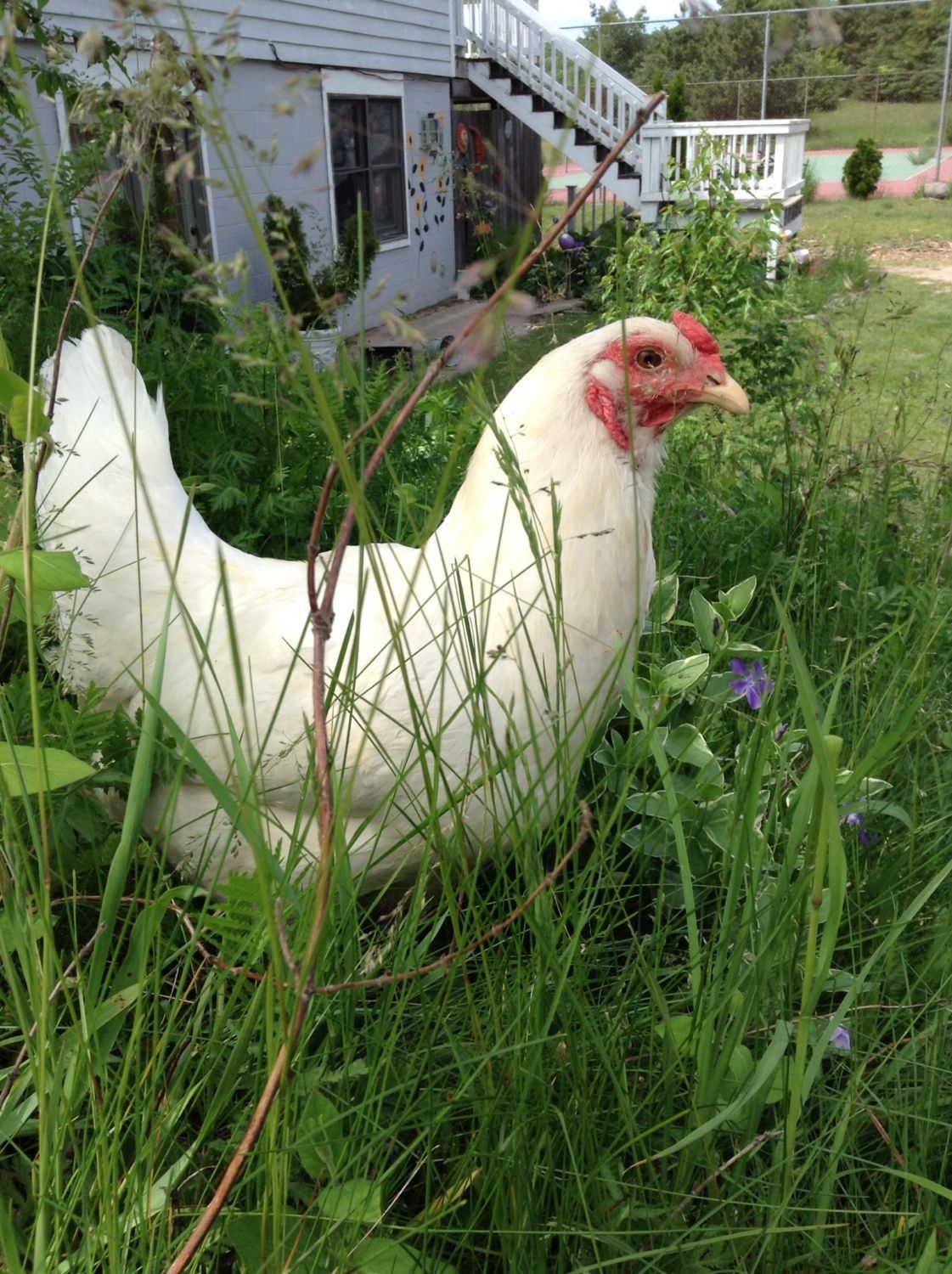 Chicken Frenzie