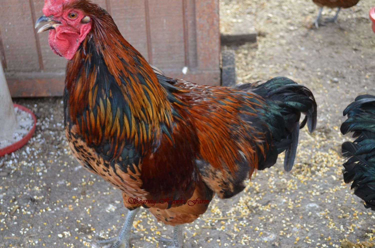 60x60px-ZC-a9dbc8ce_breederupdates2-14-2012068.jpeg