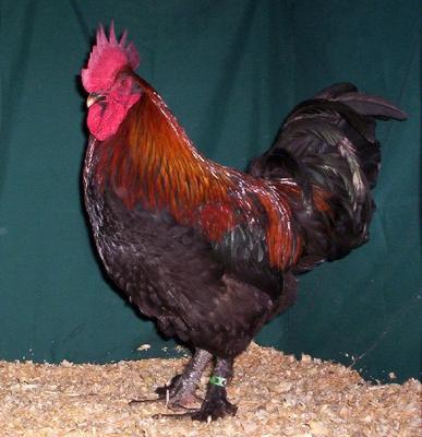 3riverschick's photos in Marans experts...I need your help...