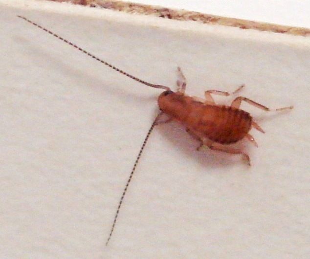 Baby Cockroach