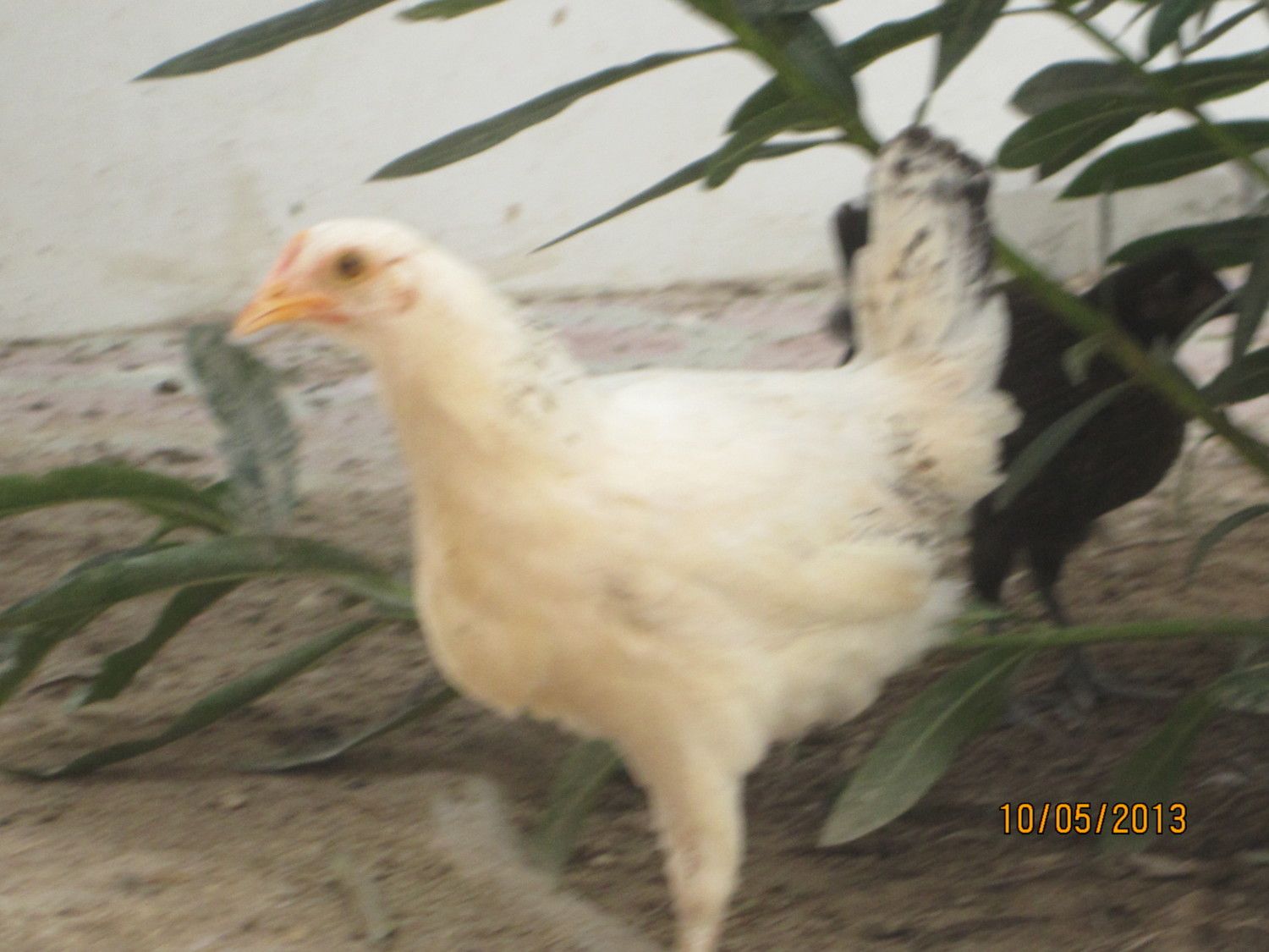 Hey, can anyone tell me what breed this is?