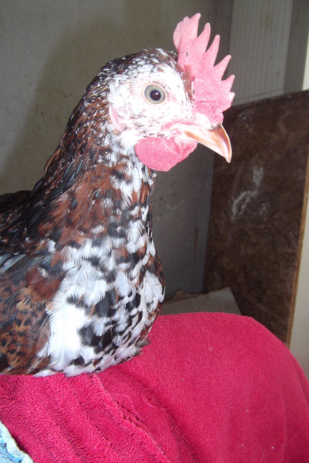DSCF7058.JPG