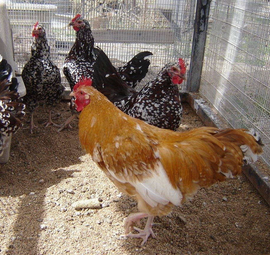 march chicks 002.JPG
