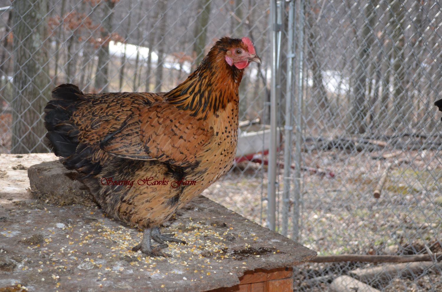 60x60px-ZC-ad369779_breederupdates2-14-2012036.jpeg