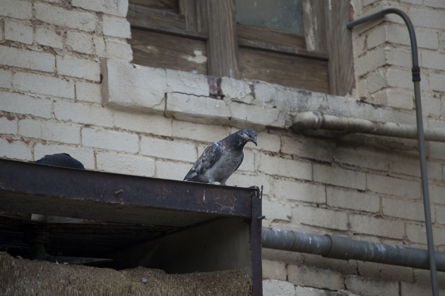 DSC_0005.JPG