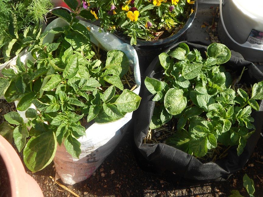 bag potatoes 5-12.JPG