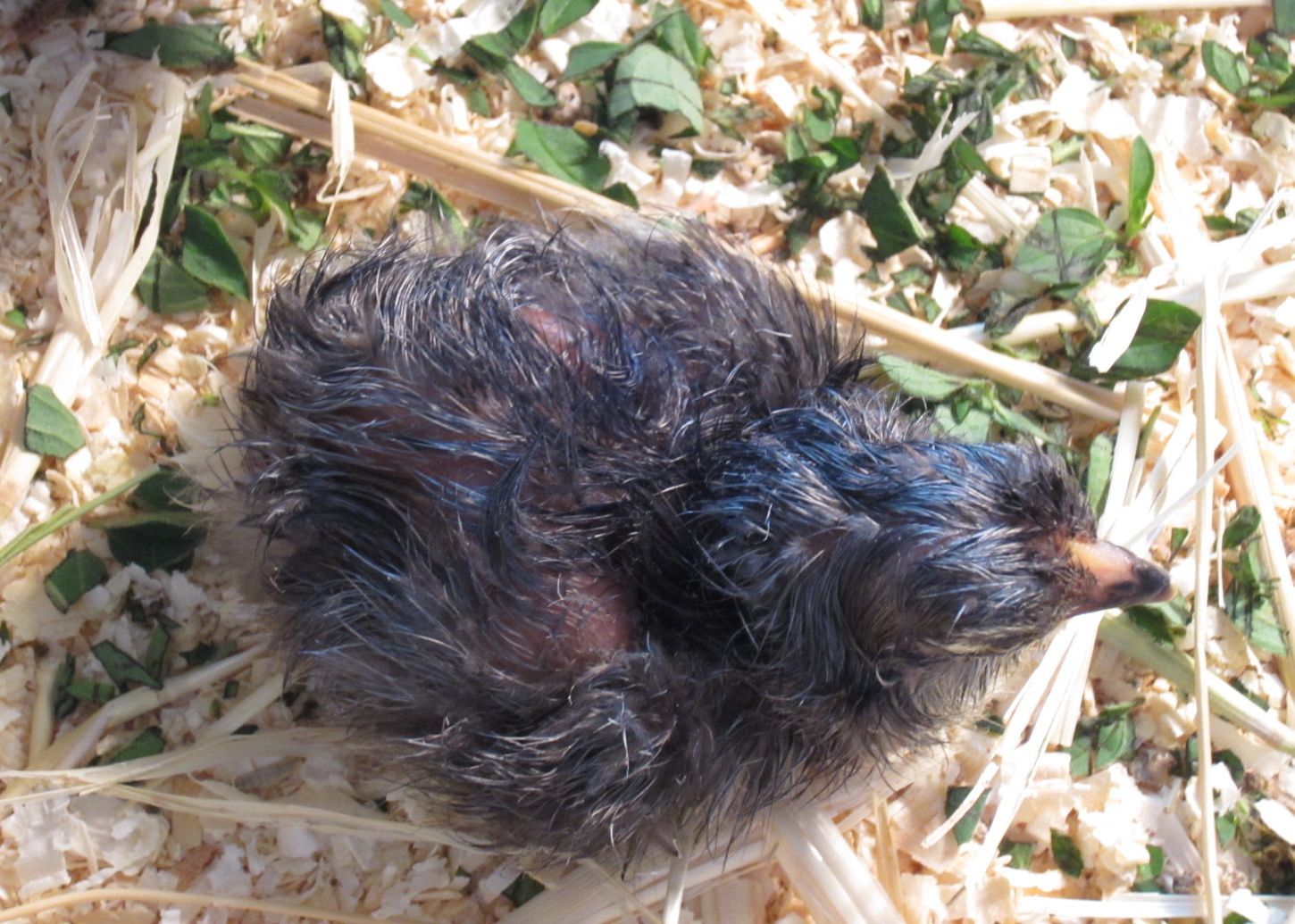 Winchuck Chickens