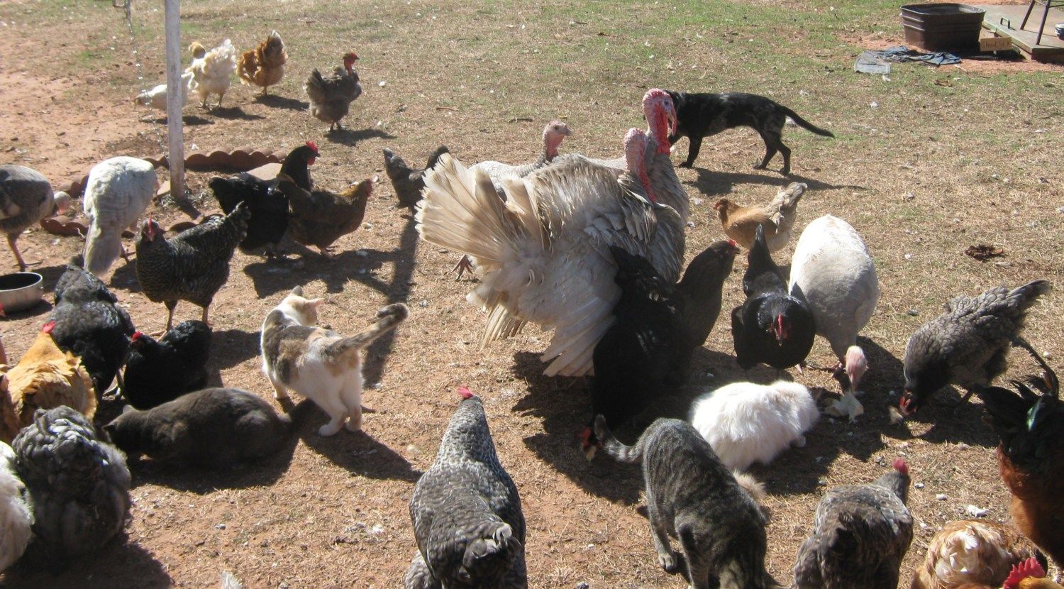 geese and turkeys 001 - Copy.JPG