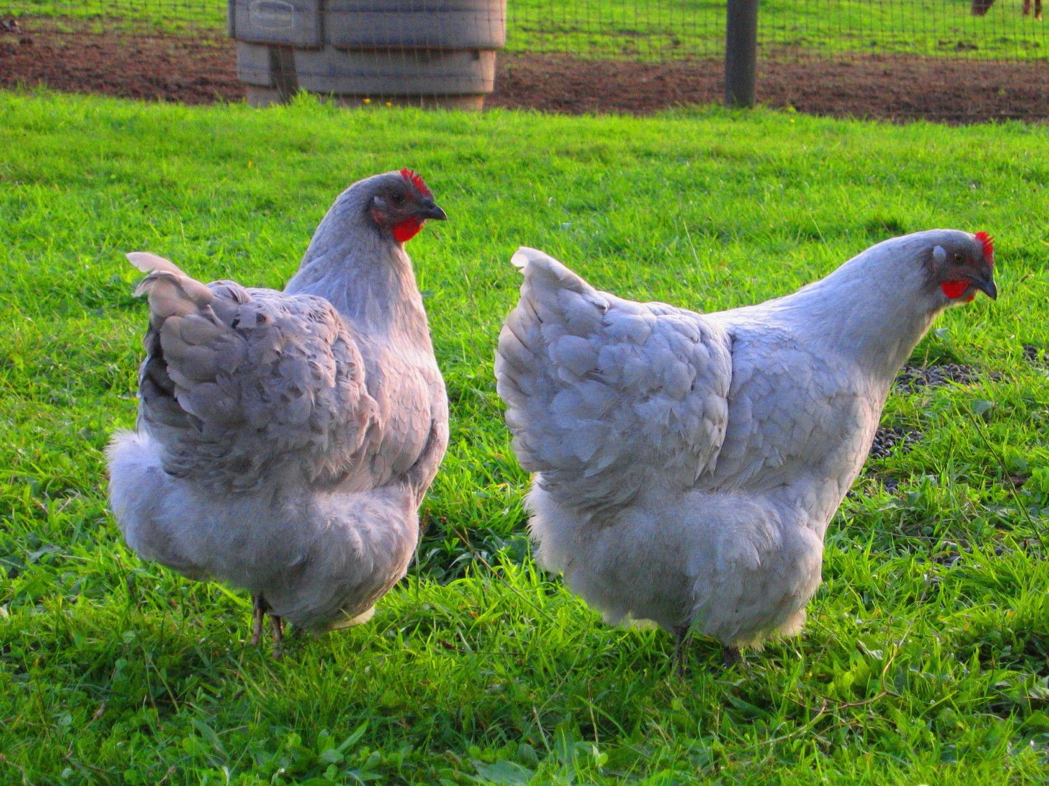 lavender orpington eggs