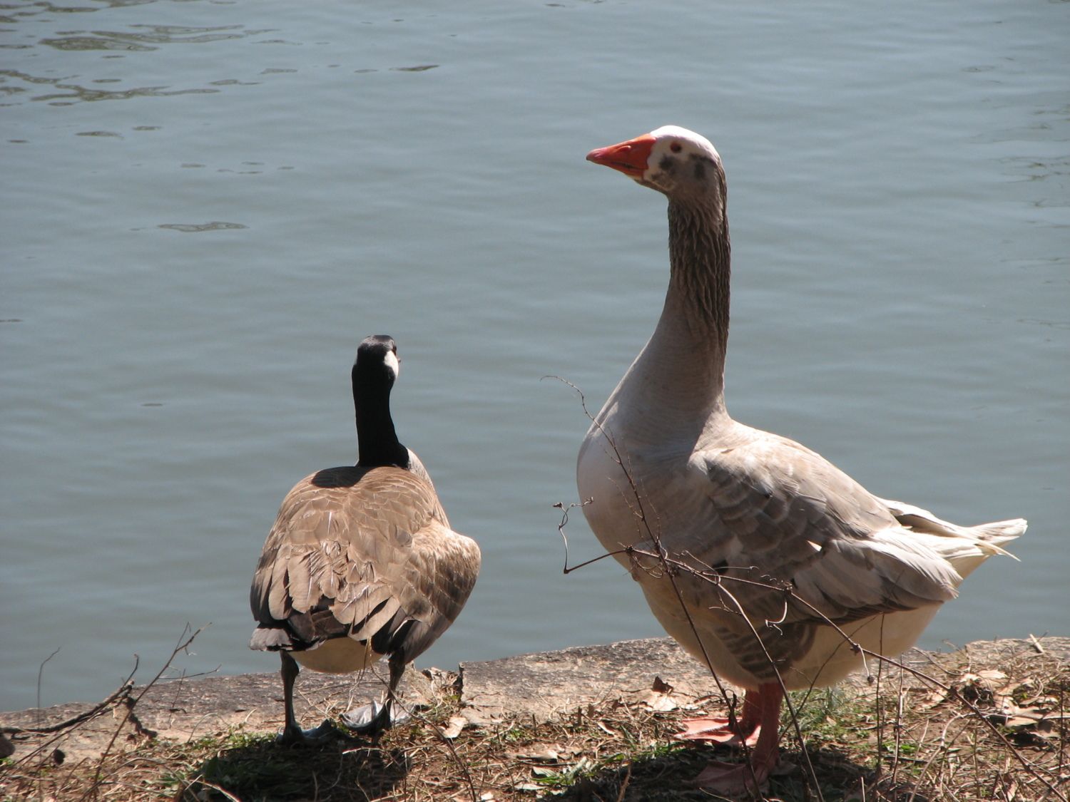 Canada goose hotsell vs greylag goose