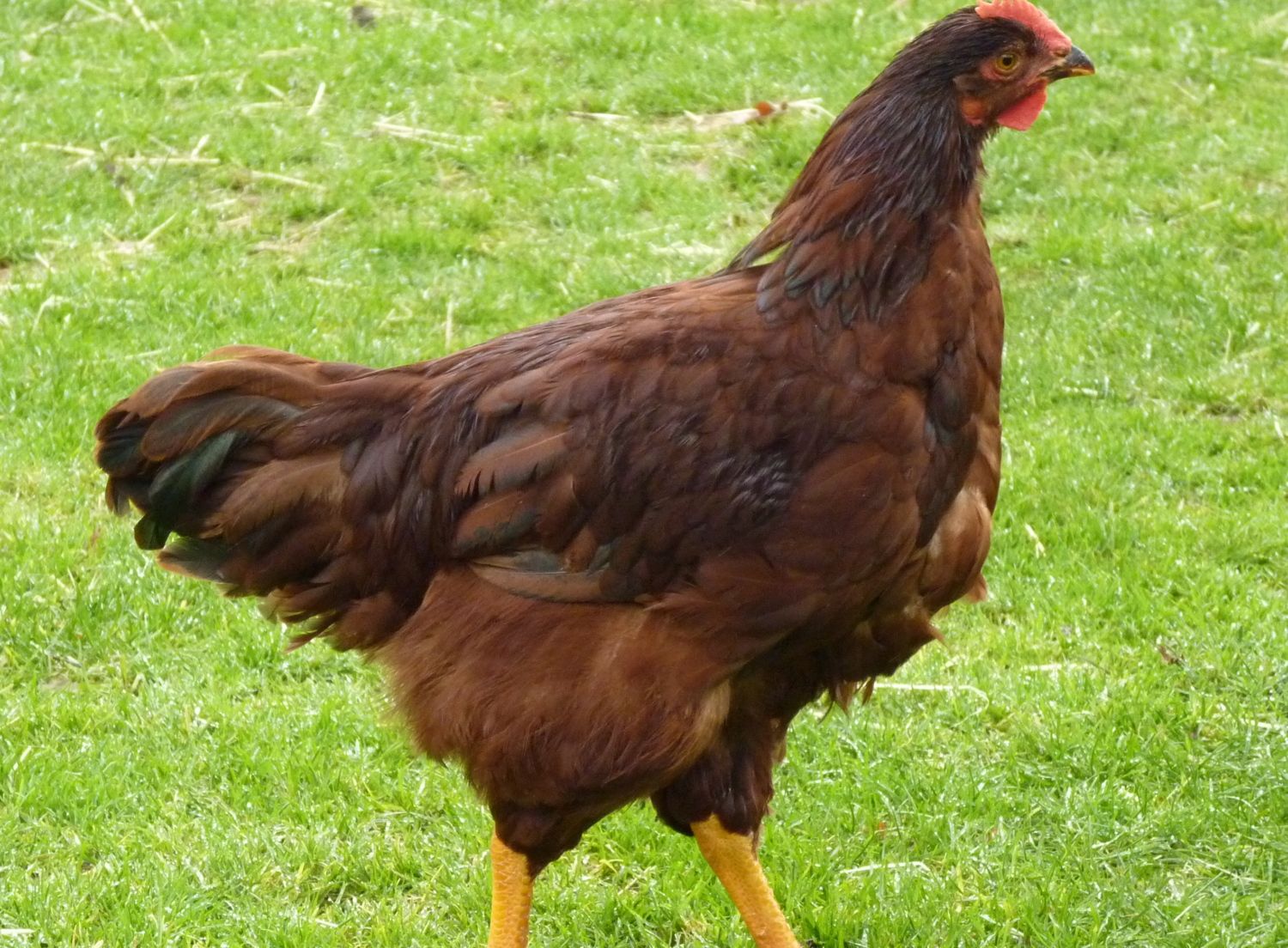 Rhode Island red experts opinion needed