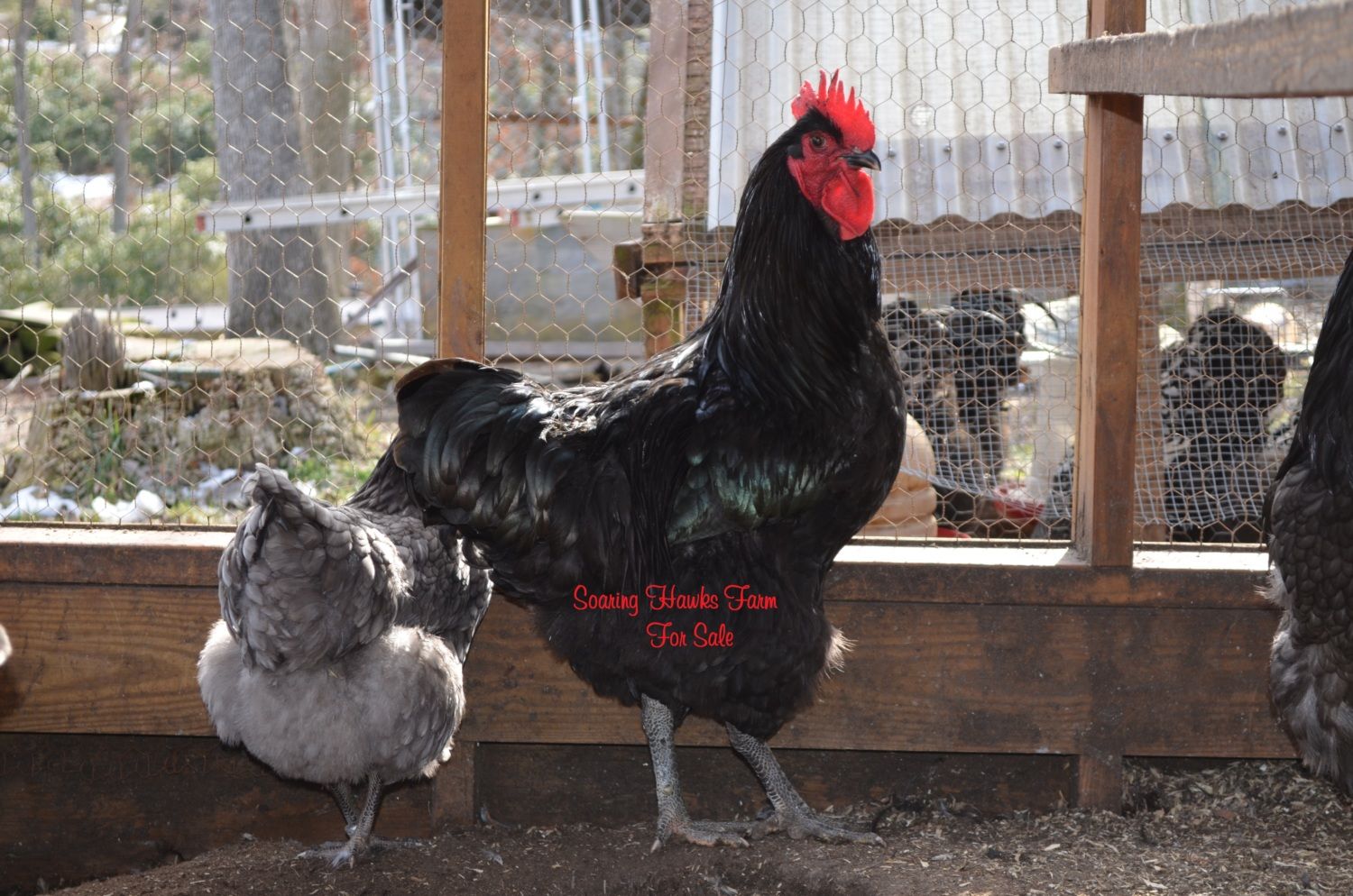 breeder updates 2-14-2012 013.JPG