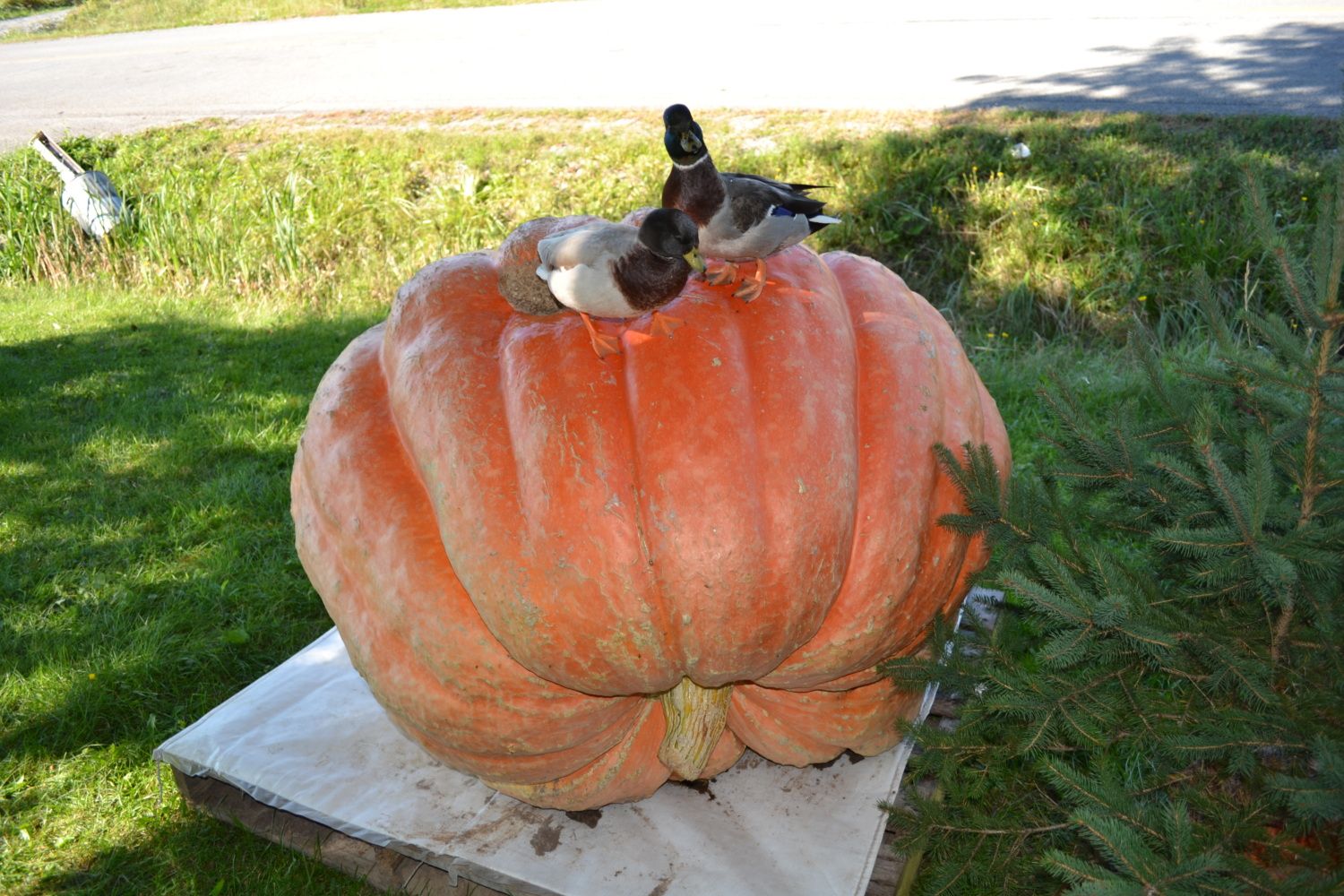 DSC_0445.JPG
