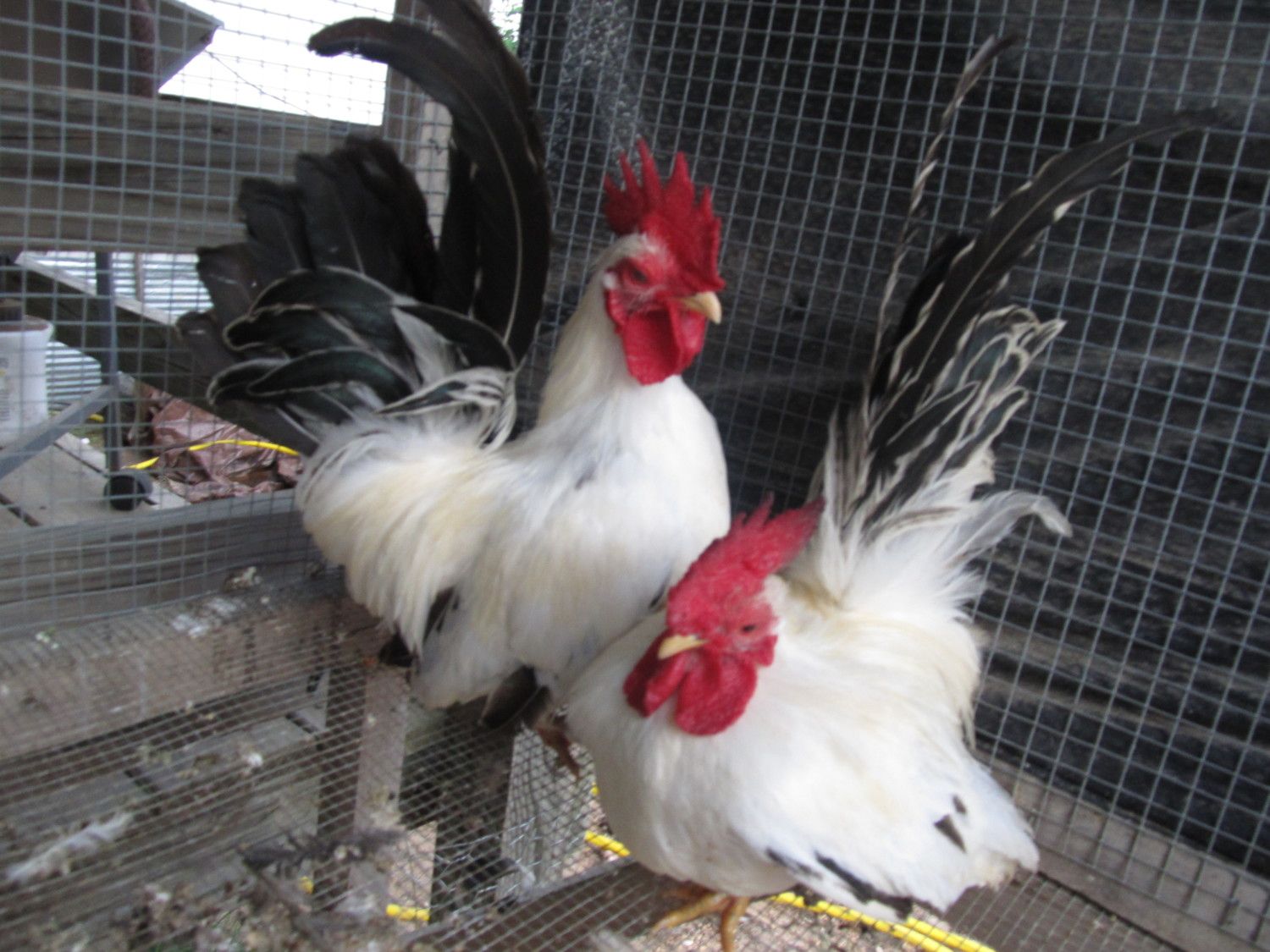 Roosters for sale 004.JPG