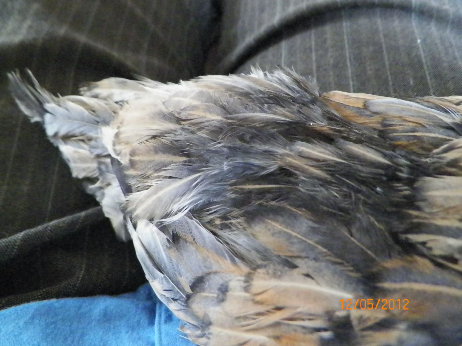 madwomn's photos in Is this a recognized color pattern for Japanese, and are Japanese feathers supposed to be like this?