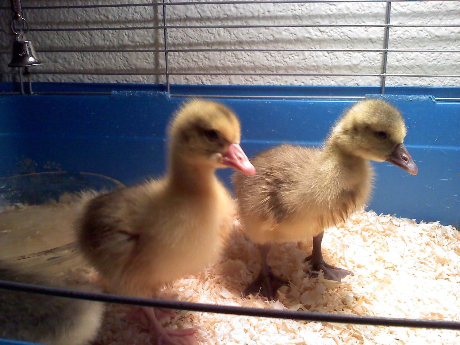 cotton patch babies.jpg