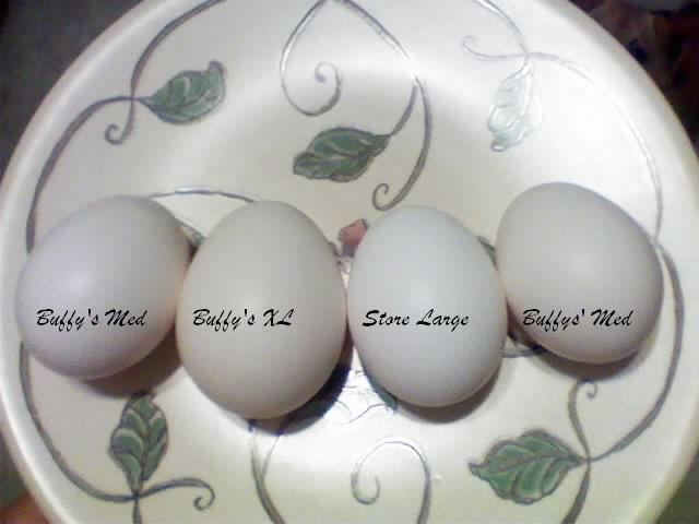 900x900px-LL-b70d083f_102729_buffys_eggs.jpeg