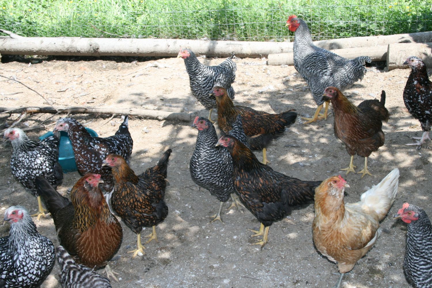 Where can you find layer hens for sale?