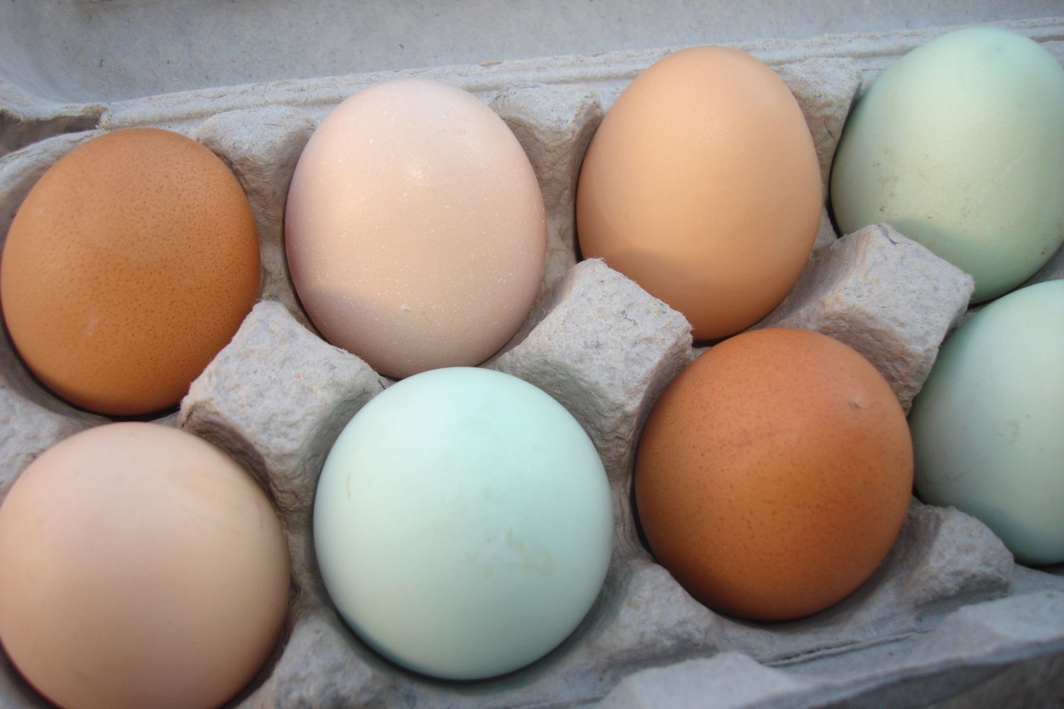 try an Easter Egger chicken for naturally colored eggs!!!! :D