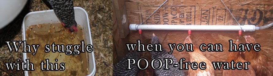 do it yourself watering system for chickens