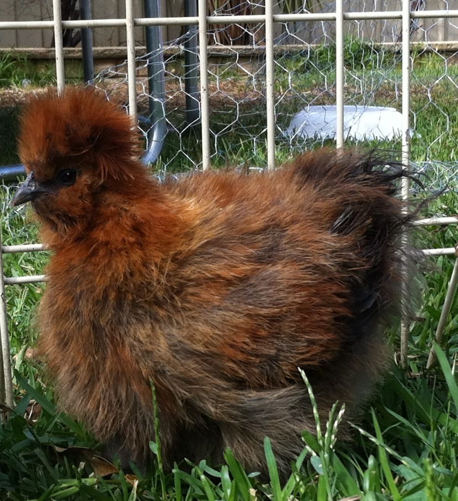 Brown Silkie