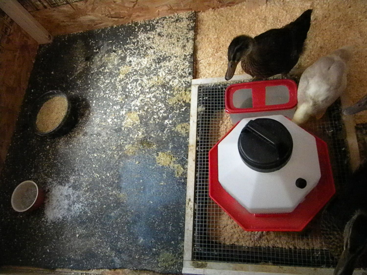 brooder interior 001.JPG