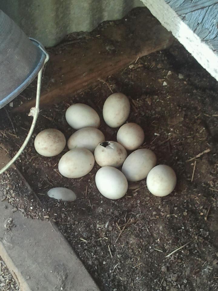 Starting to hatch!