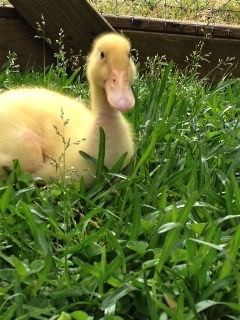 Sir Barton the Loud....one very spoiled duck