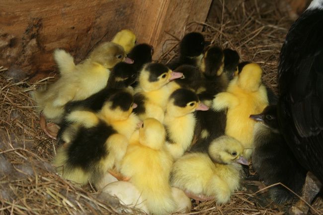 allducklings24hrsold1.jpg