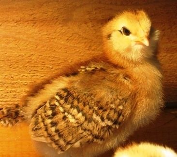 I got a extra chick with my order can anyone possibly know what breed is she