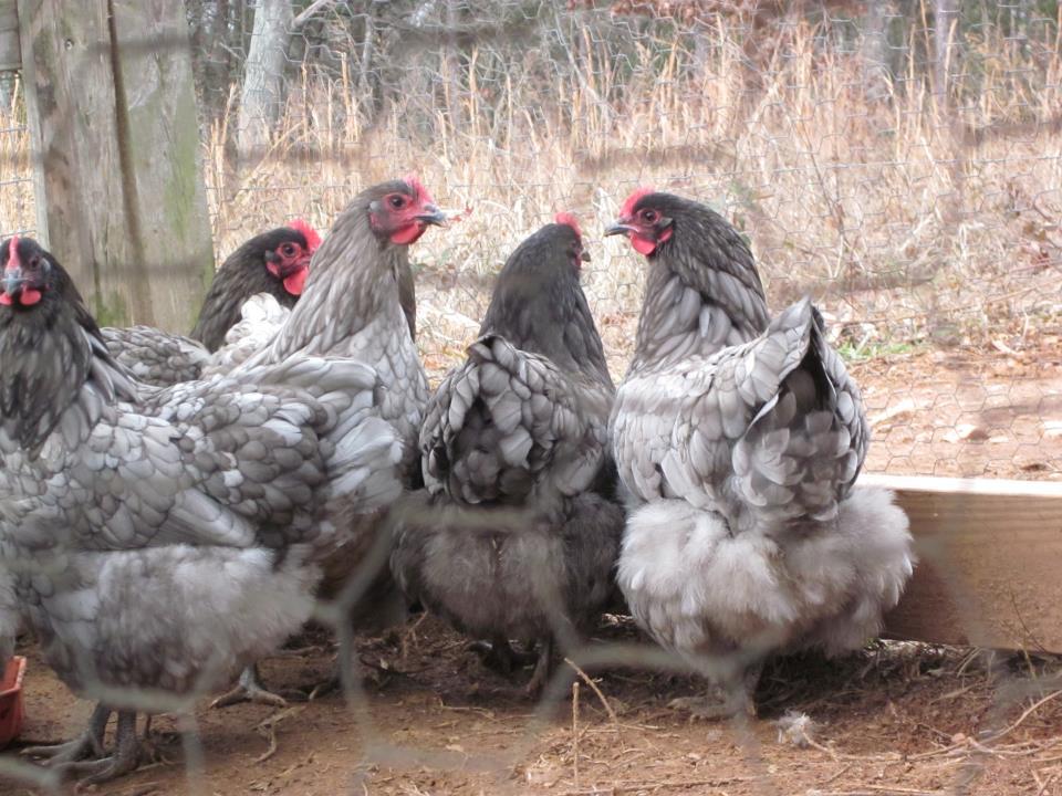 bbsohens.jpg