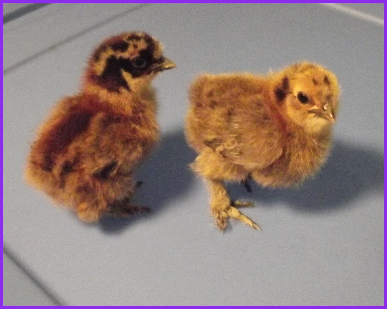silkie - partridge 1.JPG