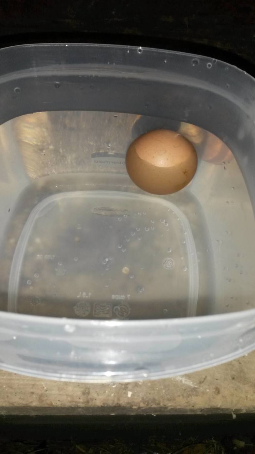 Float Testing, Checking Egg Viability For Late Or Overdue Hatching