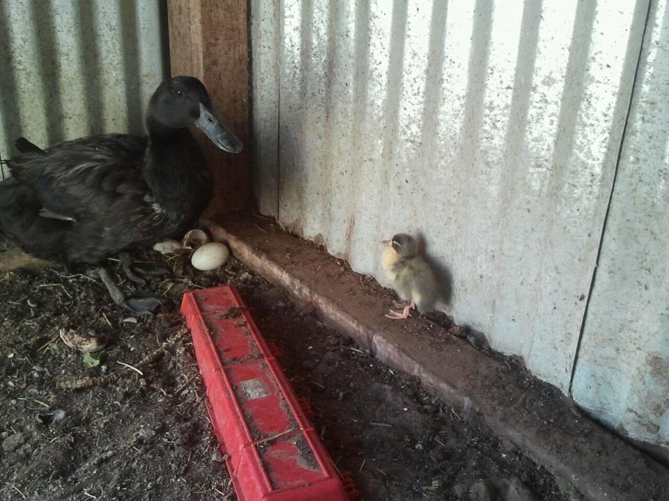 Caya and sleepy duckling.
