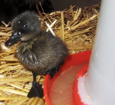 Gobbles and Quacks