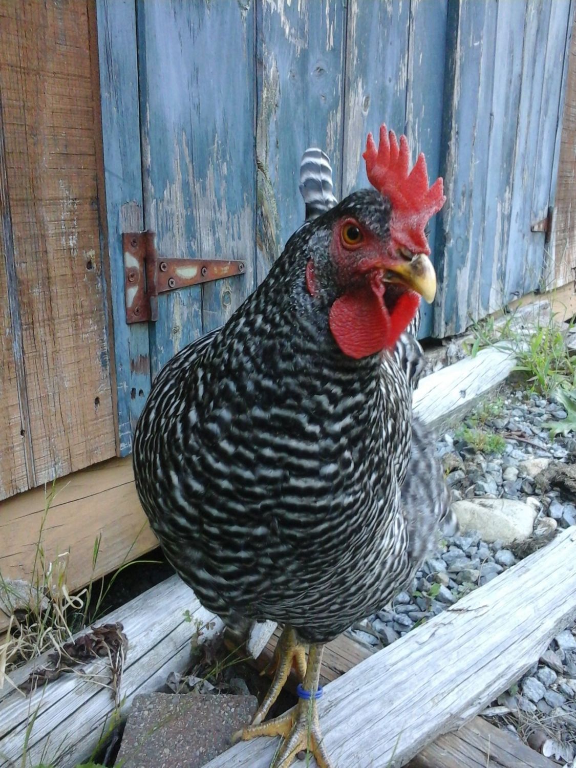 Barred Rock