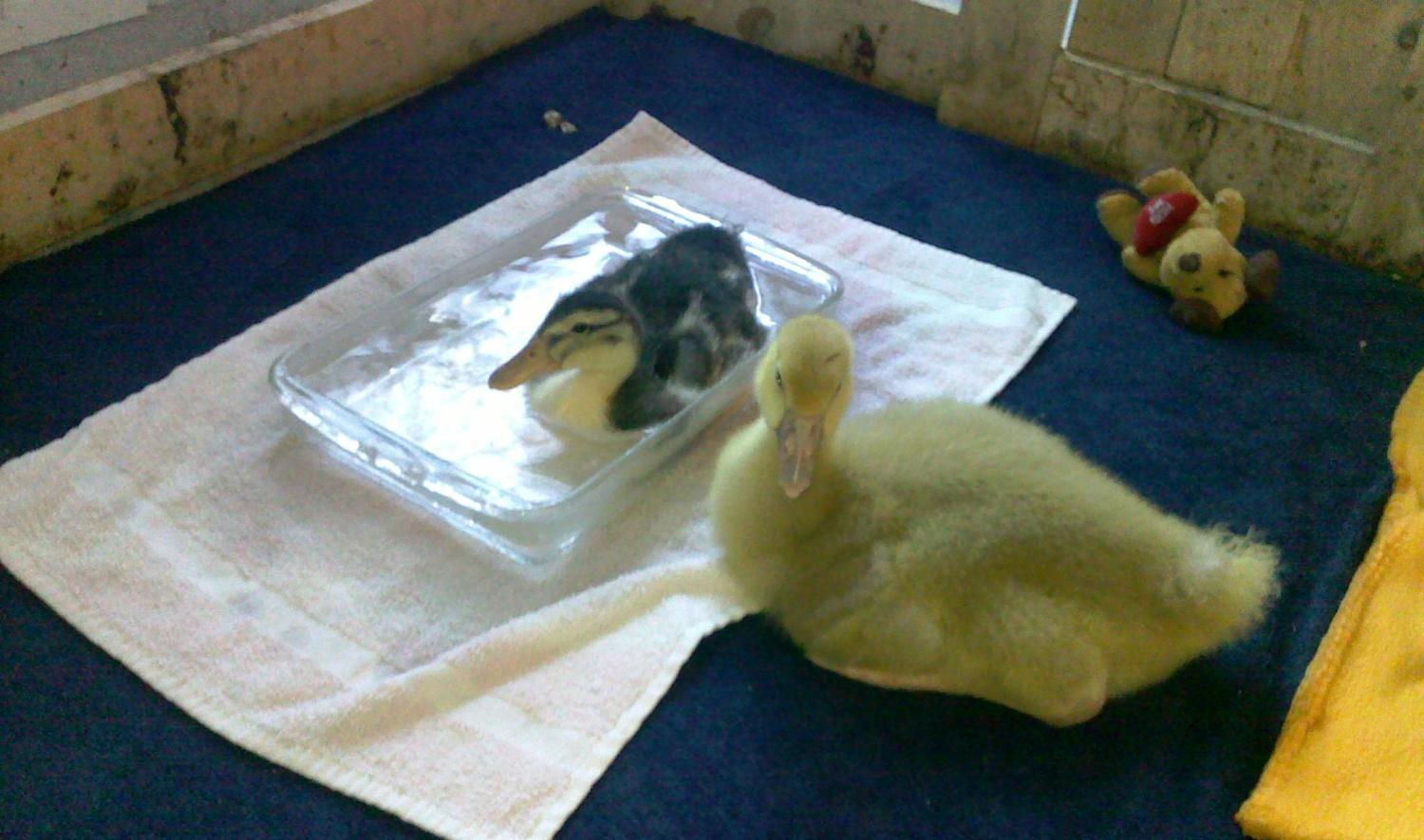 barley and buddy.jpg