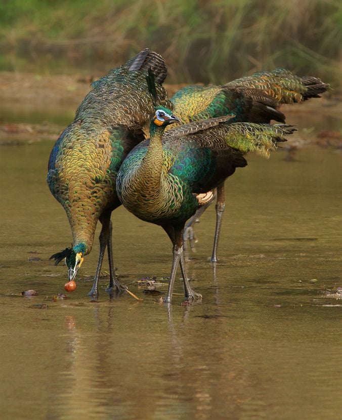 green-peafowl-048.jpg