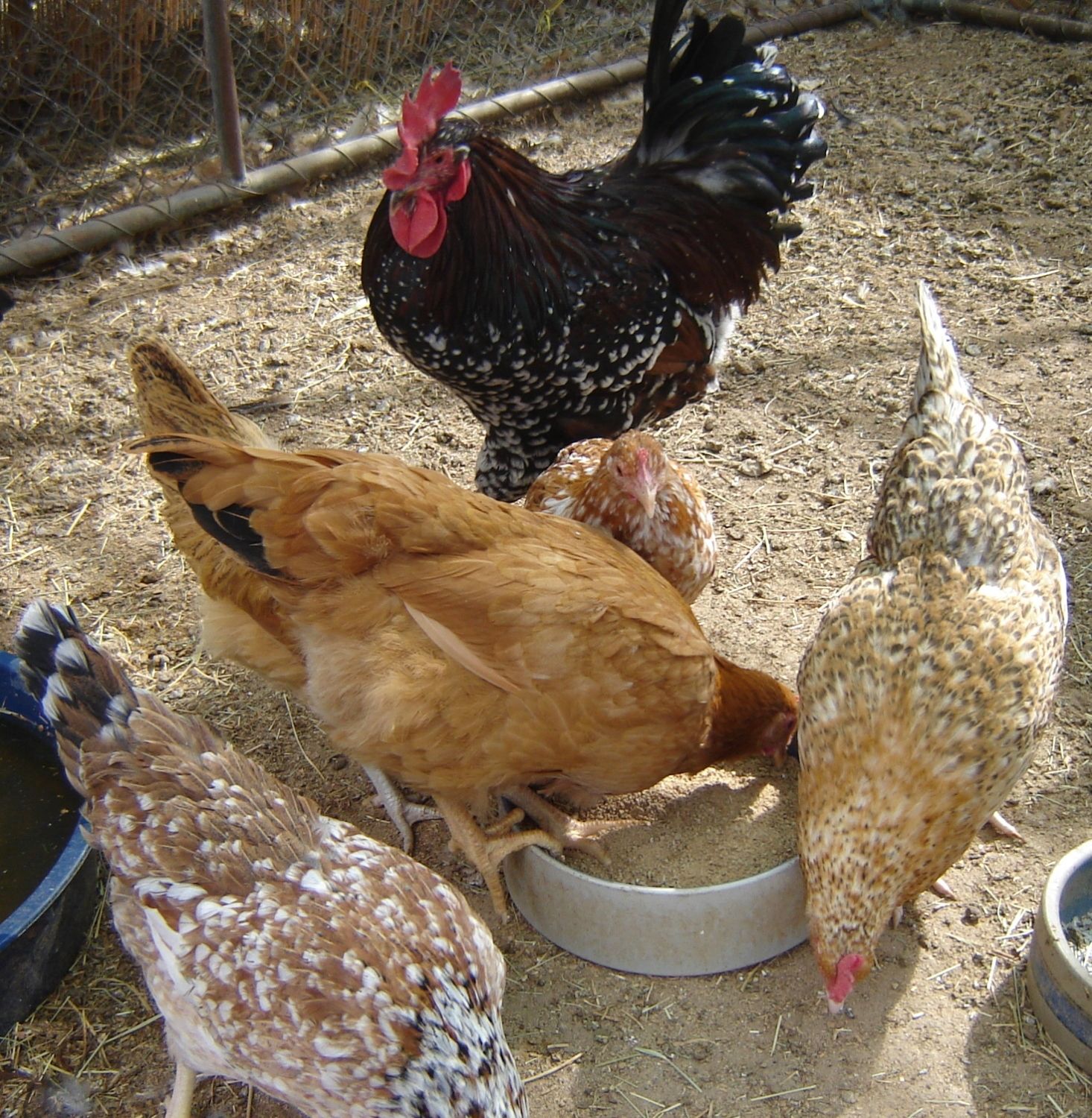 Aloha Chickens Fall 2011 005.JPG