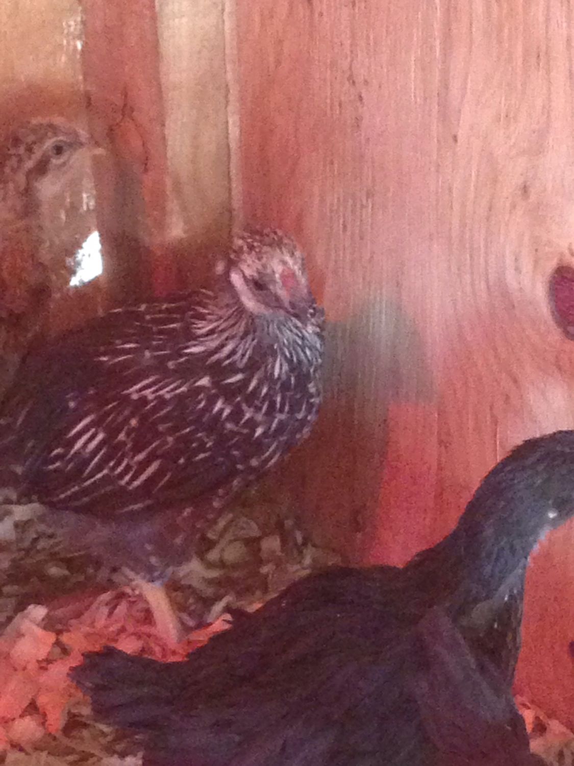 Not sure if I should be worried about bald spot on top of beak.