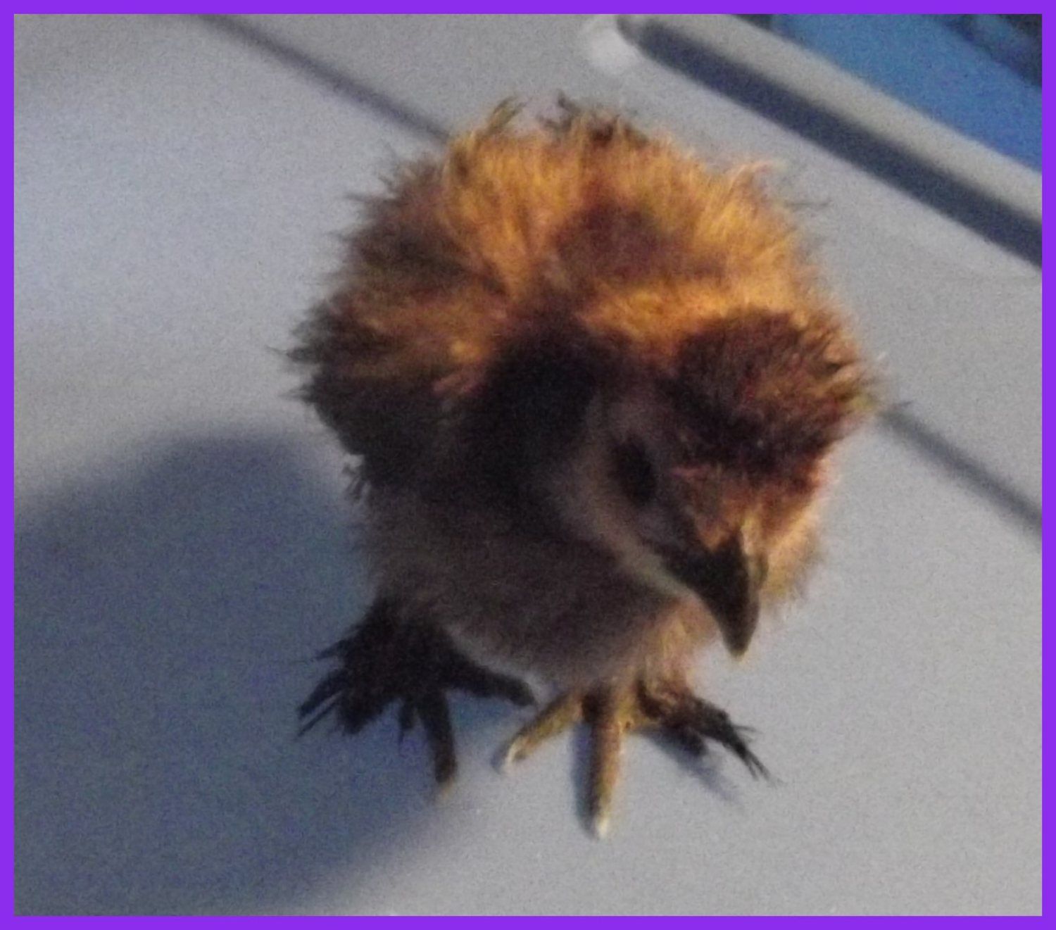 silkie - chocolate 1.JPG