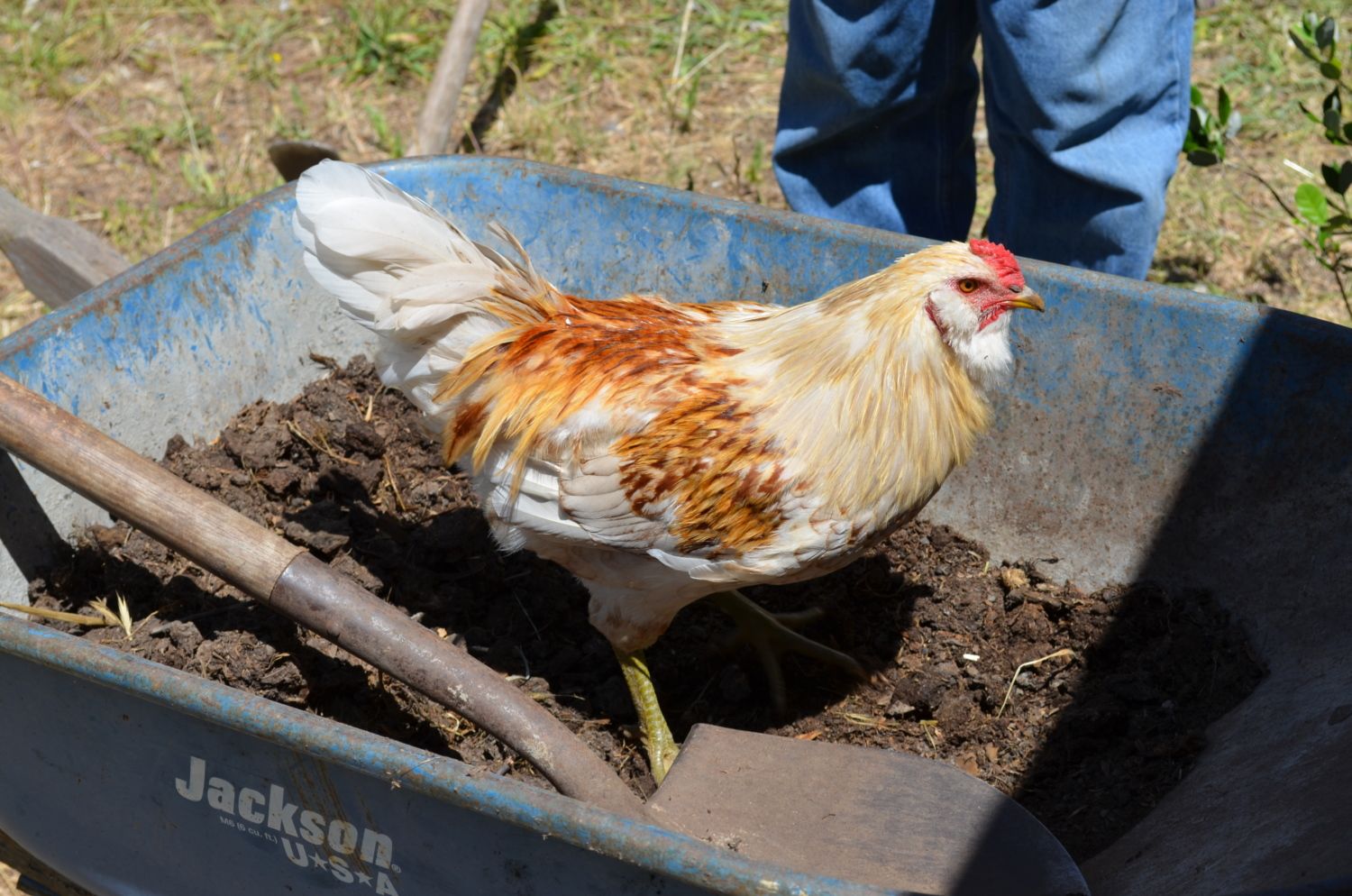 14 wk EE cockerel RuPaul
