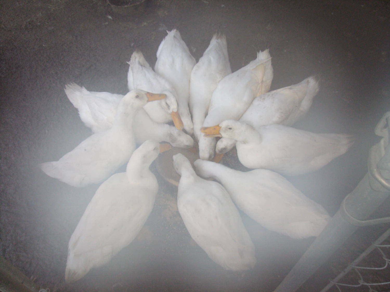 pekinducks6312001.jpg