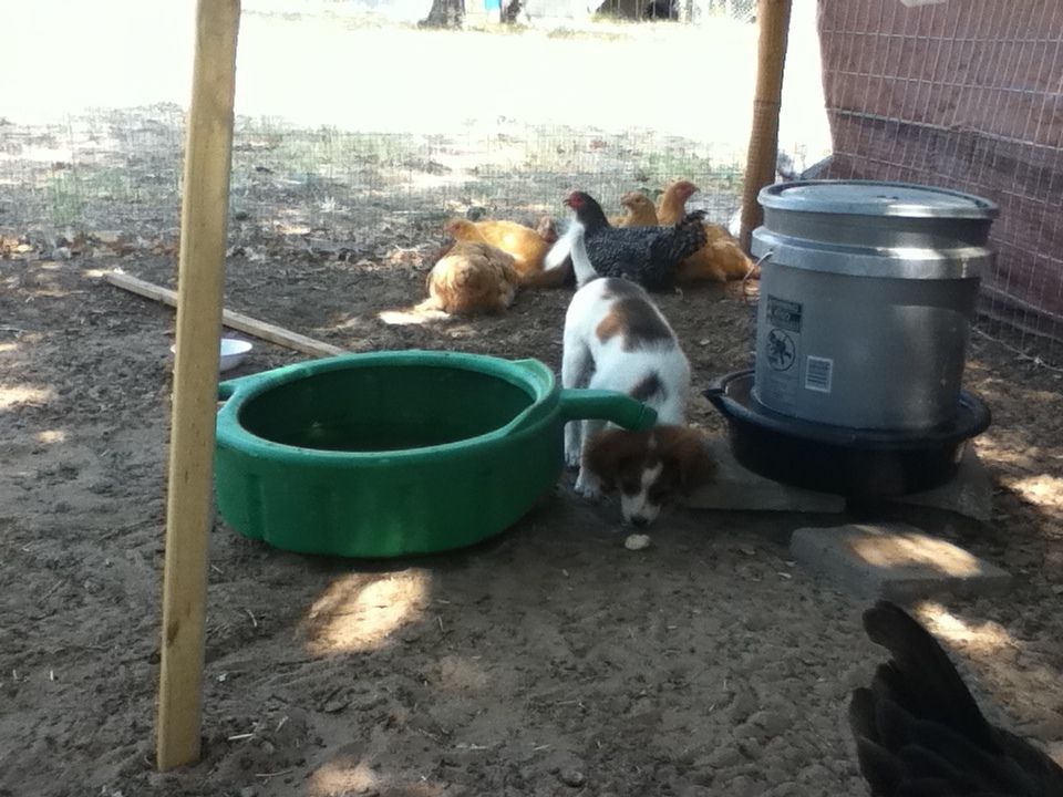 Chickens & Sophie 095.JPG