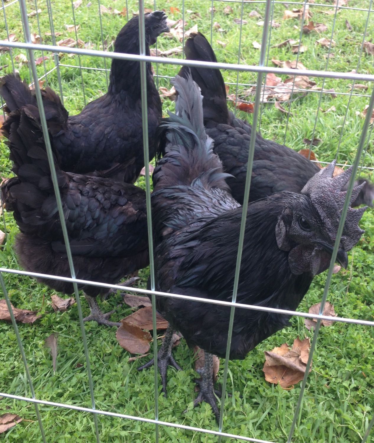 Quality Ayam Cemani Hatching Eggs/Chicks