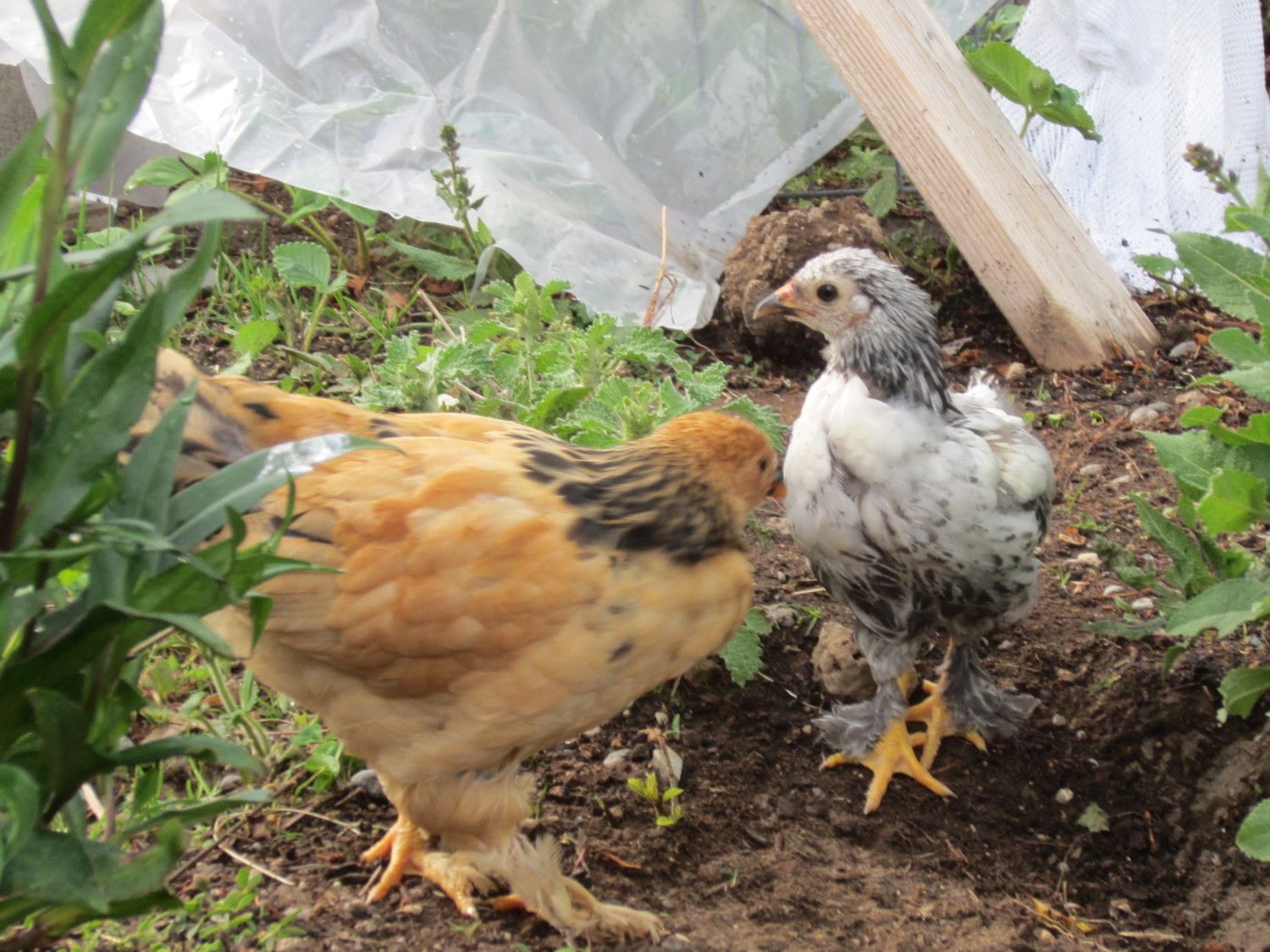 Brahma Rooster