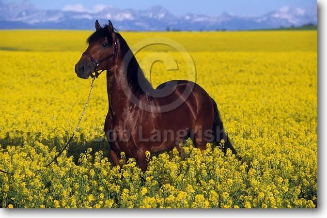 pic277LusitanoStallion-Preferido-RobinsonLusitanos,ID.jpg