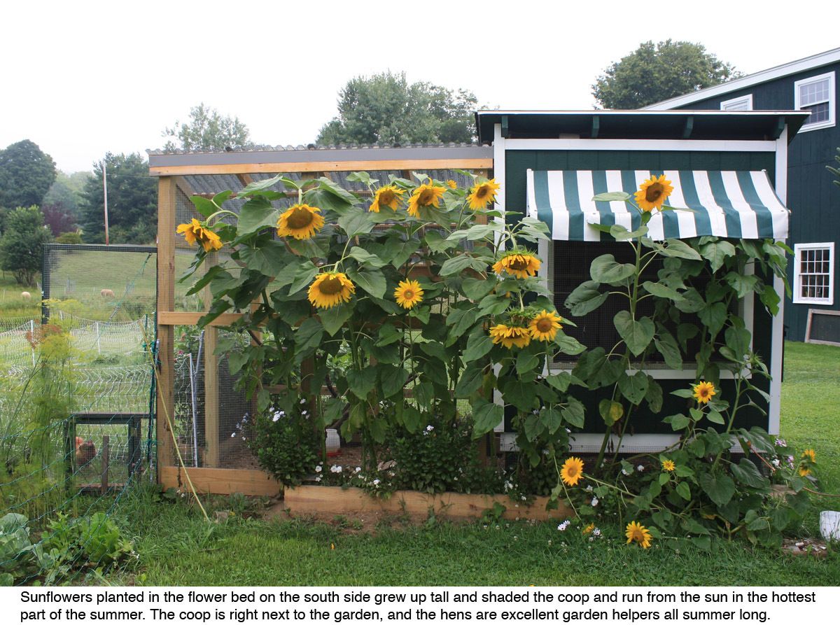 Please Post Your Pics Of Landscaping Around Your Coop. - Page 4