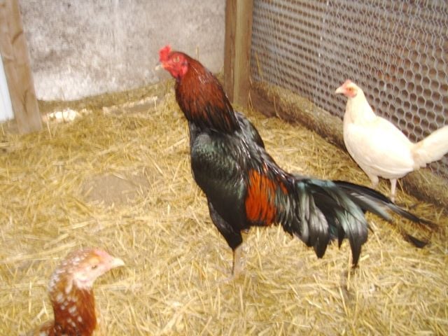 thai hen