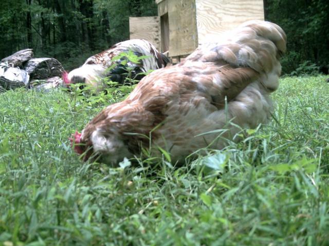900x900px-LL-c96b4097_102729_mr_fluffers_and_buffy.jpeg
